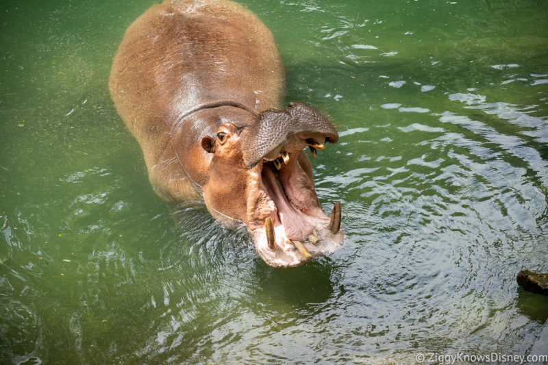 Hippo in the water Wild Africa Trek Animal Kingdom