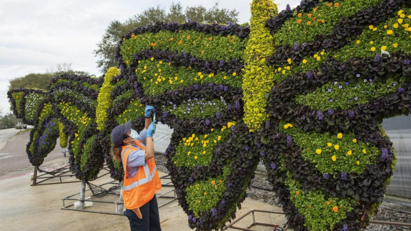 Working on butterfly topiaries EPCOT Flower and Garden