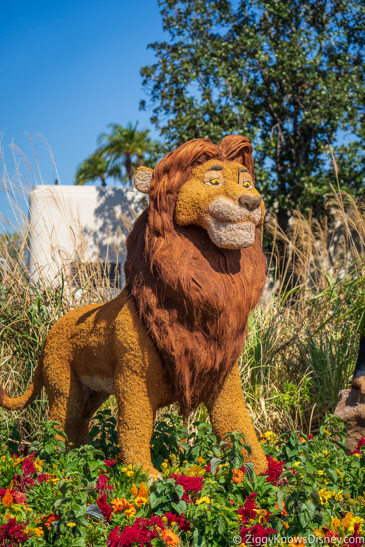 Mufasa Topiary 2022 EPCOT Flower and Garden Festival
