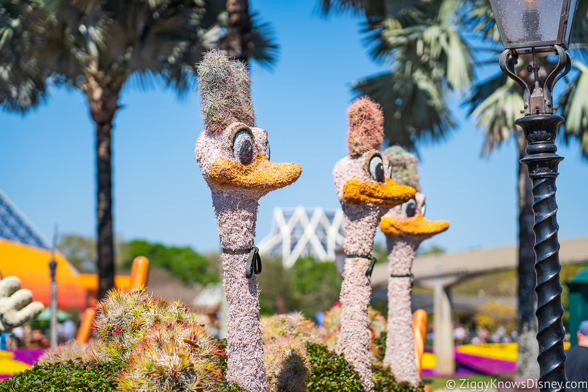 Ostriches from Fantasia Topiaries 2022 EPCOT Flower and Garden Festival