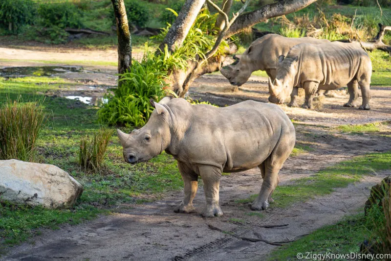 Rhinos in Kilimanjaro Safaris Animal Kingdom