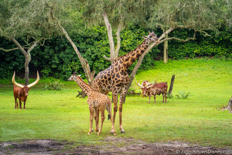 Kilimanjaro Safaris giraffes