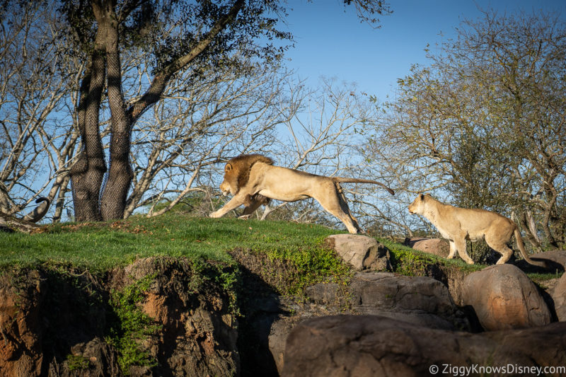 Animal Kingdom Genie+ Kilimanjaro Safaris lions