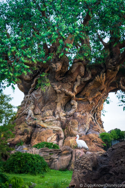 Animal Kingdom Genie+ Tree of Life
