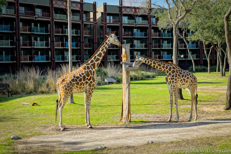 giraffes playing outside at Disney's Animal Kingdom Lodge
