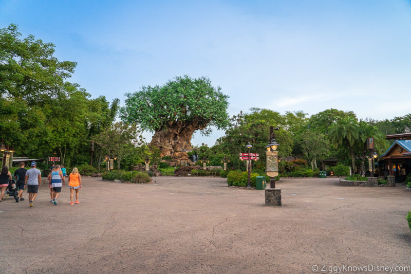 Walking to Tree of Life Disney's Animal Kingdom with low crowds