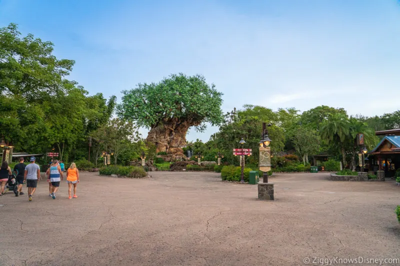 Walking to Tree of Life Disney's Animal Kingdom with low crowds