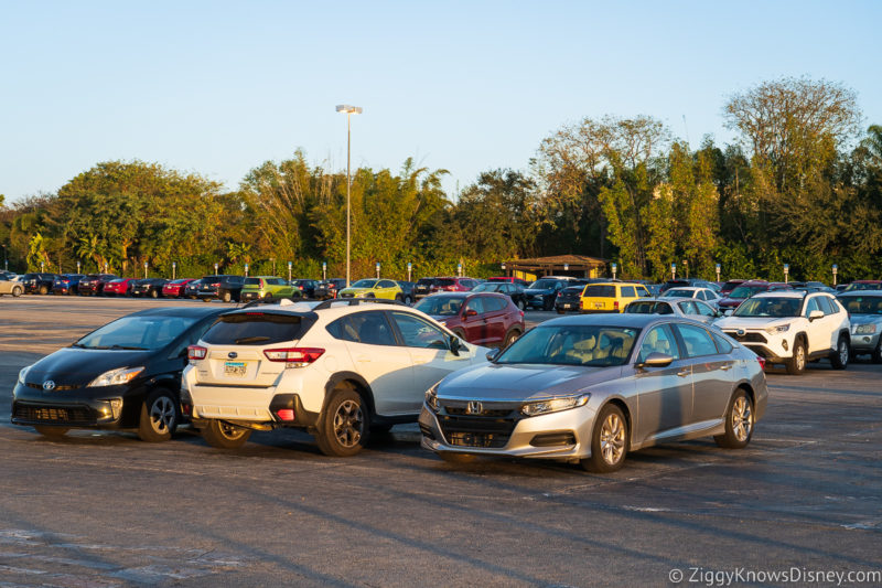 cars in Animal Kingdom parking lot