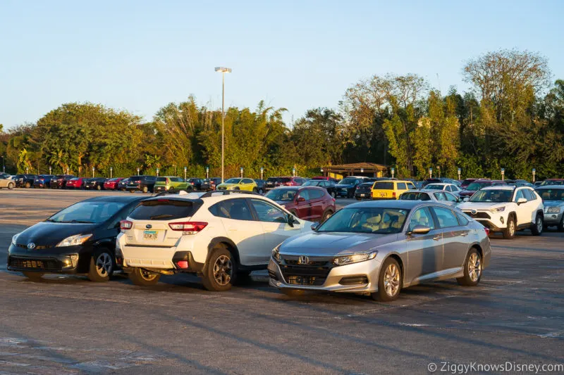 cars in Animal Kingdom parking lot