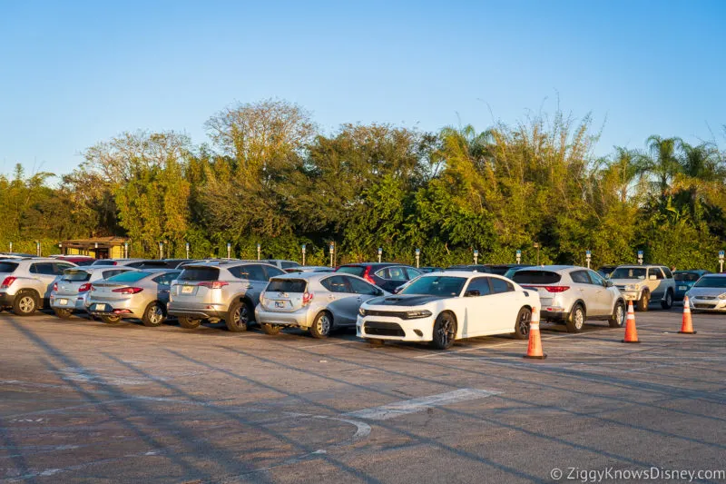 row of cars in Disney World parking lot