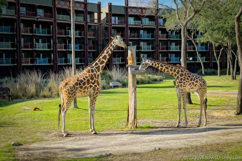 2 Giraffes eating at Disney's Animal Kingdom Lodge