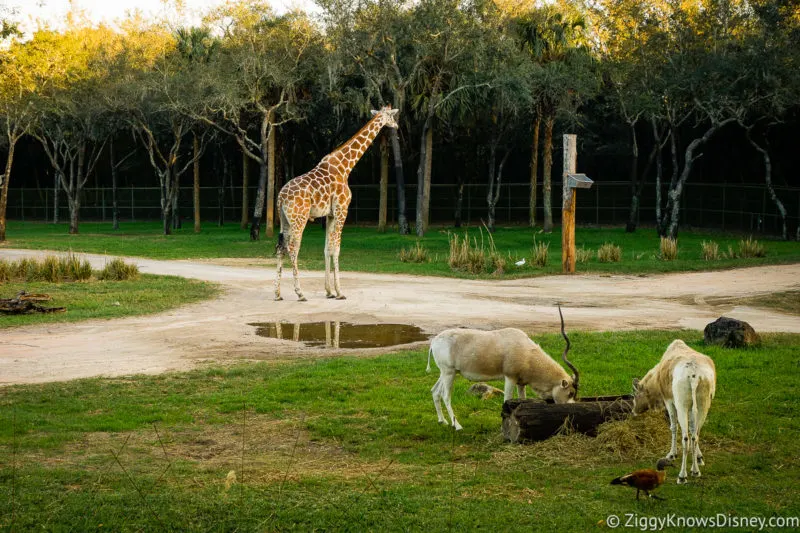Giraffe and antelope at Disney's Animal Kingdom Lodge