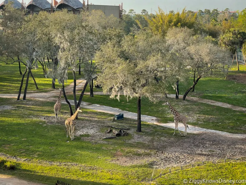 giraffes outside the guest rooms at Disney's Animal Kingdom Lodge
