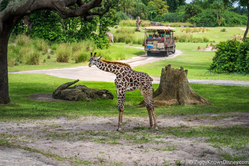 Giraffe looking at guests Kilimanjaro Safaris Animal Kingdom