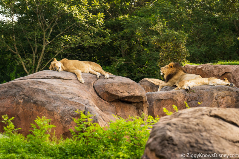 Lions sleeping on Kilimanjaro Safaris Animal Kingdom