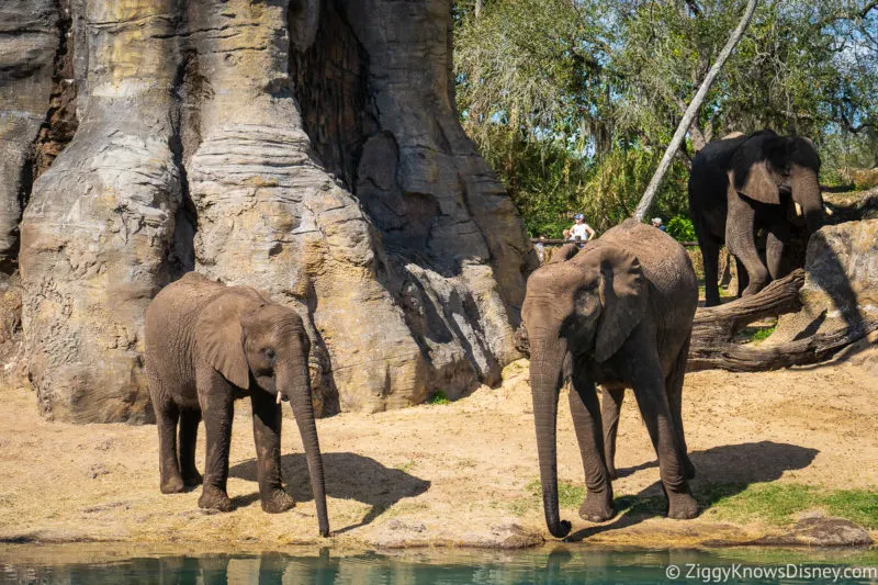 Elephants on Kilimanjaro Safaris Animal Kingdom