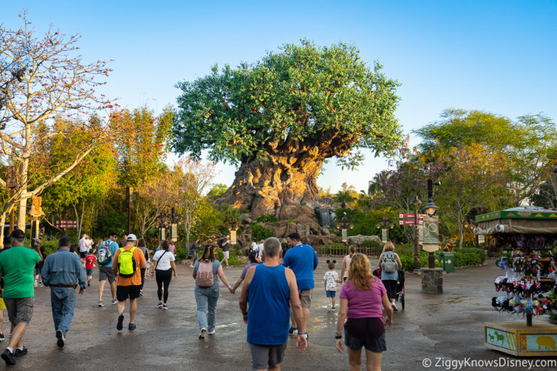 guests walking to Tree of Life Disney's Animal Kingdom