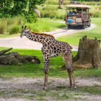 Giraffe looking at guests Kilimanjaro Safaris Animal Kingdom