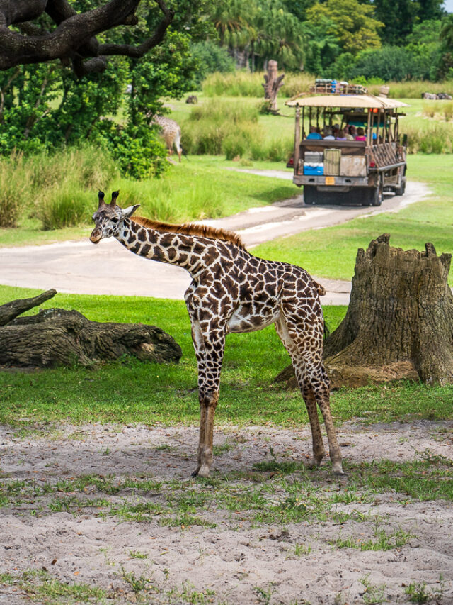Animal Kingdom Park Hours 2025 | FAQs & Tips Story
