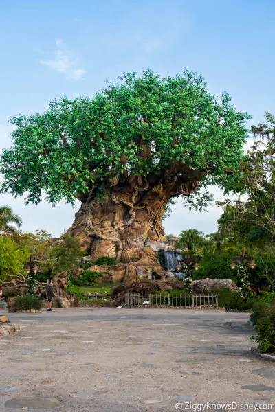 Tree of Life Animal Kingdom