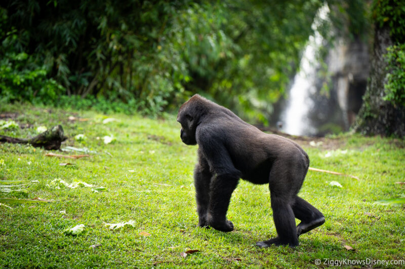 gorilla walking in Animal Kingdom