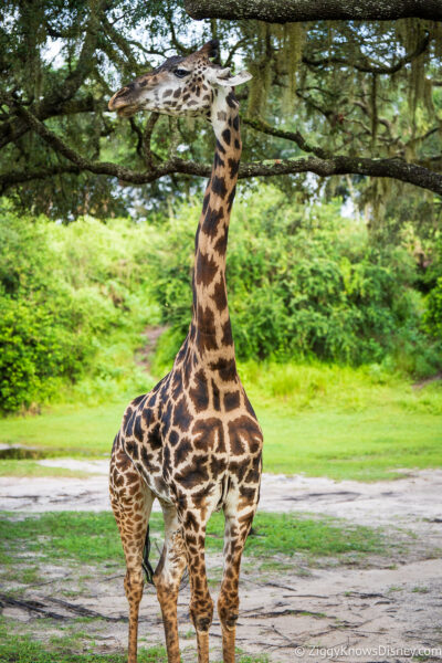 Giraffe on Kilimanjaro Safaris Animal Kingdom