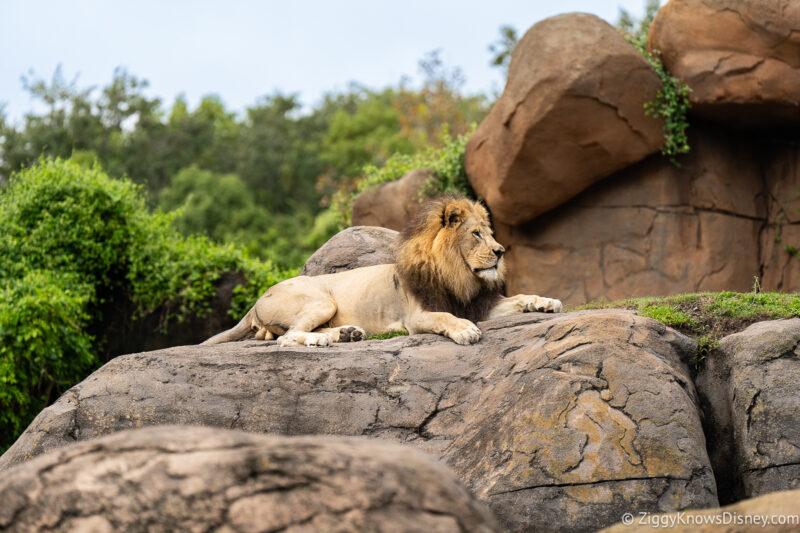 Lion resting on the rocks Kilimanjaro Safaris Animal Kingdom